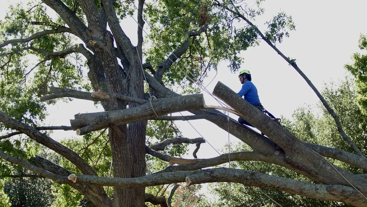 Professional Crown Thinning performed by certified arborists in Mill Valley