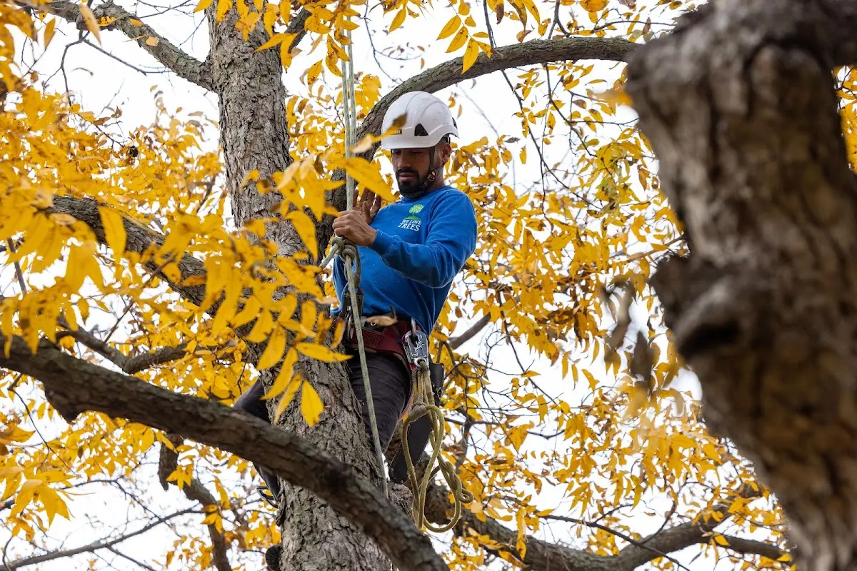 Skilled Tree Trimming crew working in Mill Valley